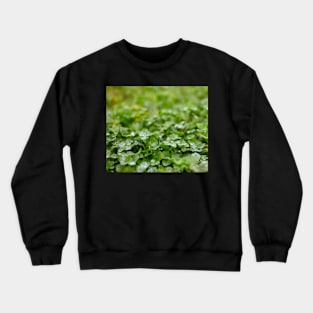 Clover field Crewneck Sweatshirt